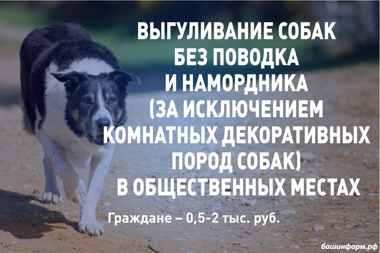 Правила и закон о выгуле собак 2023: намордники, поводки и их отсутствие, где можно гулять и ответственность за нарушение