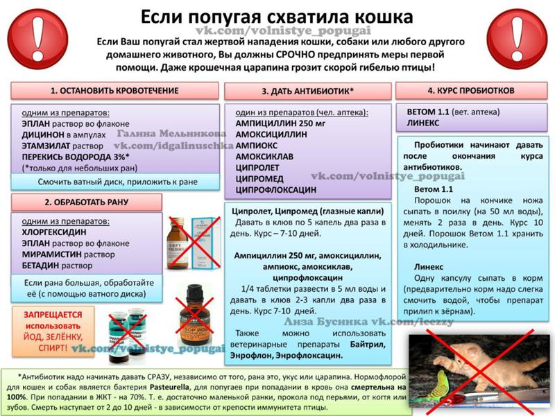 Список фруктов и ягод, которые можно давать волнистому попугаю