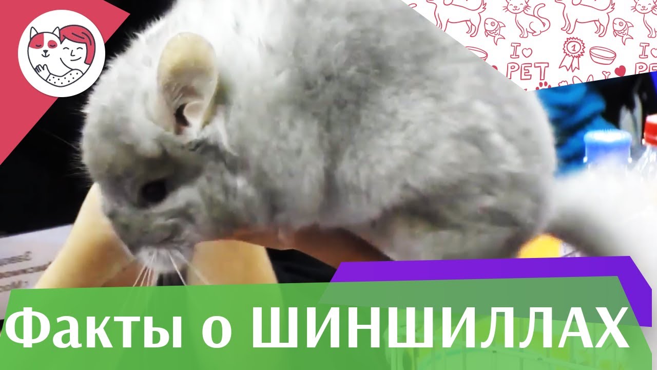 Удивительные и интересные факты о шиншиллах, особенности грызунов