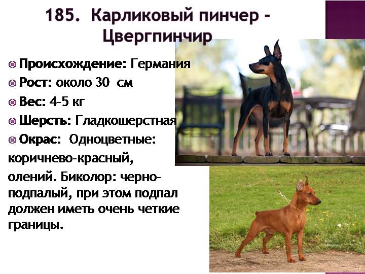 Доберман пинчер