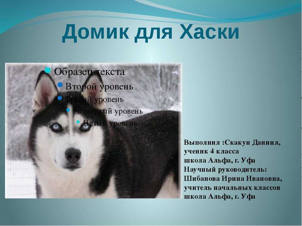 Сибирский хаски