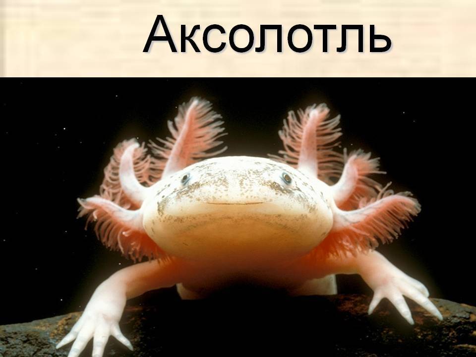 Аксолотль: внешний вид, фото, особенности, интересные факты, среда обитания