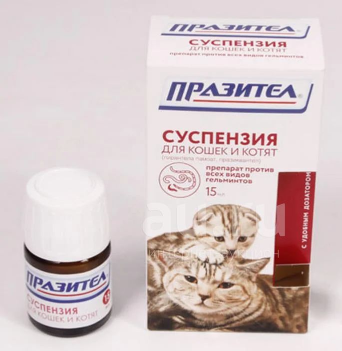 Глистогонное для кошек: симптомы, последствия и способы лечения