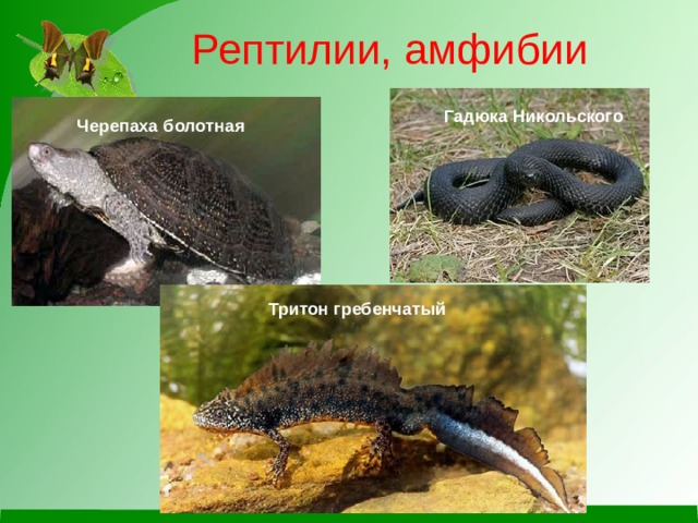 Черепаха – описание, виды, пища, где обитает, фото