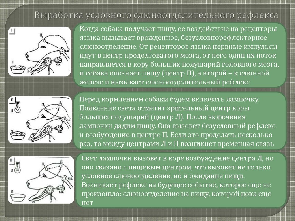 Страх перед начальником / теория условного рефлекса.