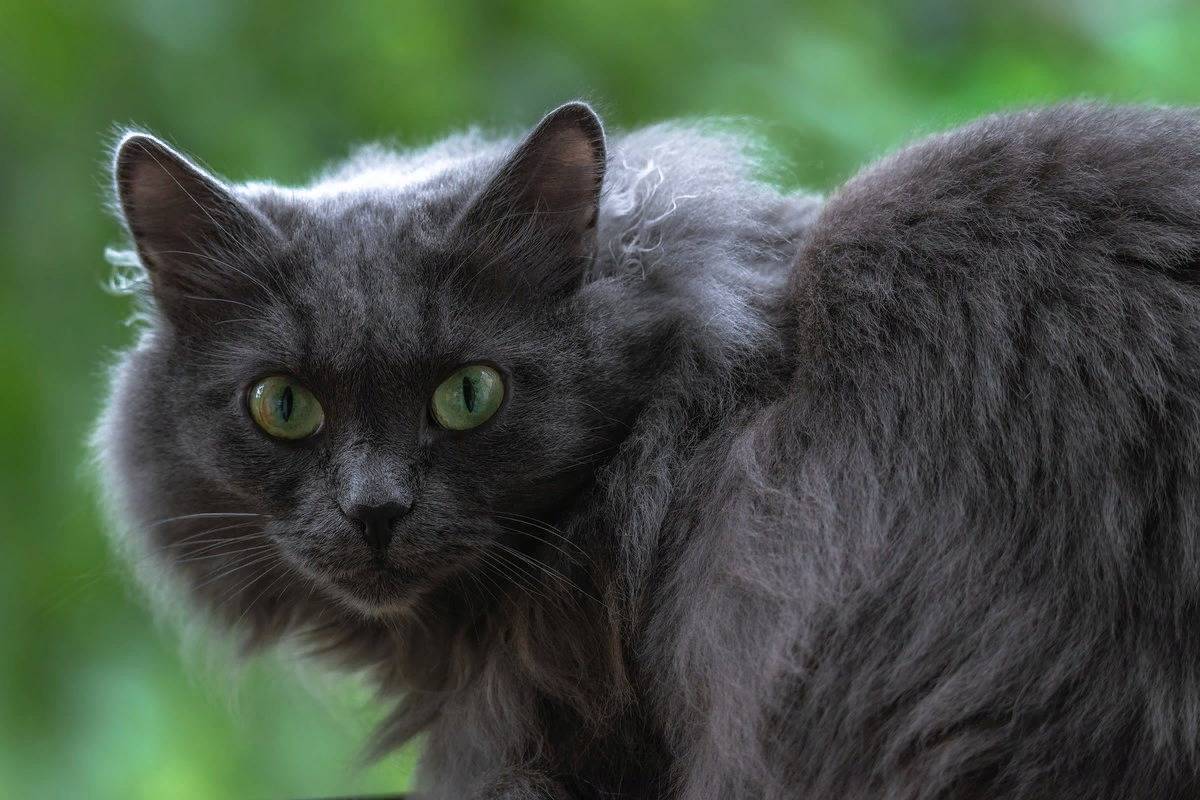 Нибелунг: описание породы с фото — pet-mir.ru