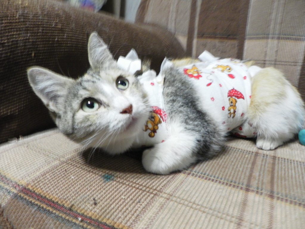 Что нам хочет сказать кот?