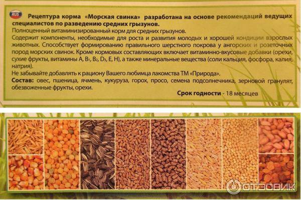 Чем кормить морских свинок | блог ветклиники "беланта"