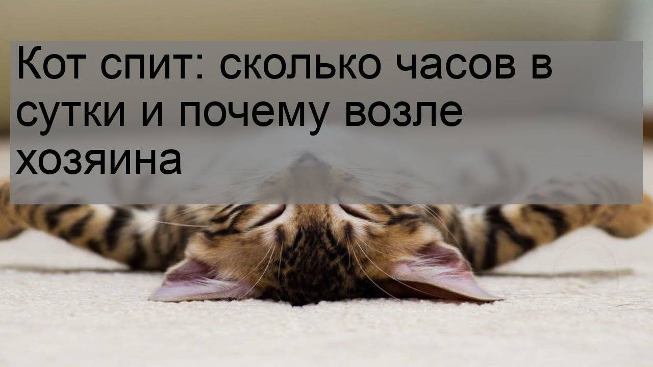 Сколько часов спят кошки