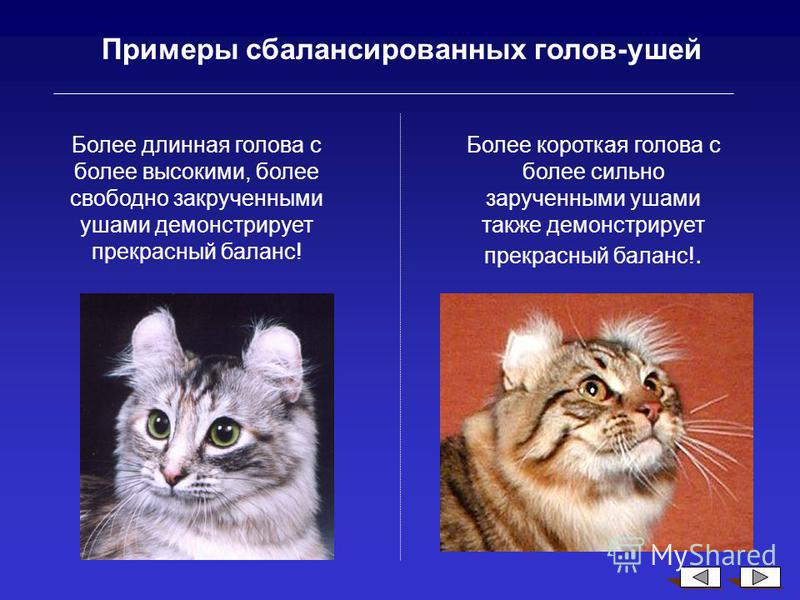 Все об американских керлах - все о породах кошек с описанием, фотографиями и названиями.все о породах кошек с описанием, фотографиями и названиями.