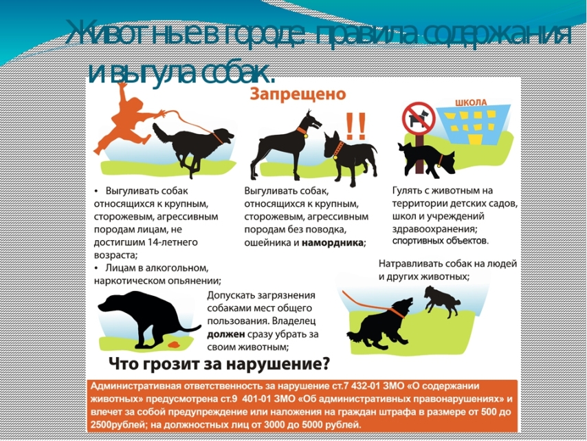 Правила выгула собак в 2021 году: поправки в закон, места для выгула, штрафы