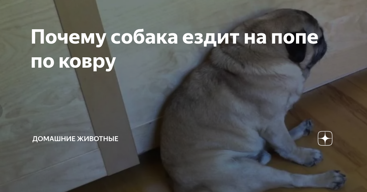 Йорк ездит на попе: что это значит? - йоркширский терьер в беларуси