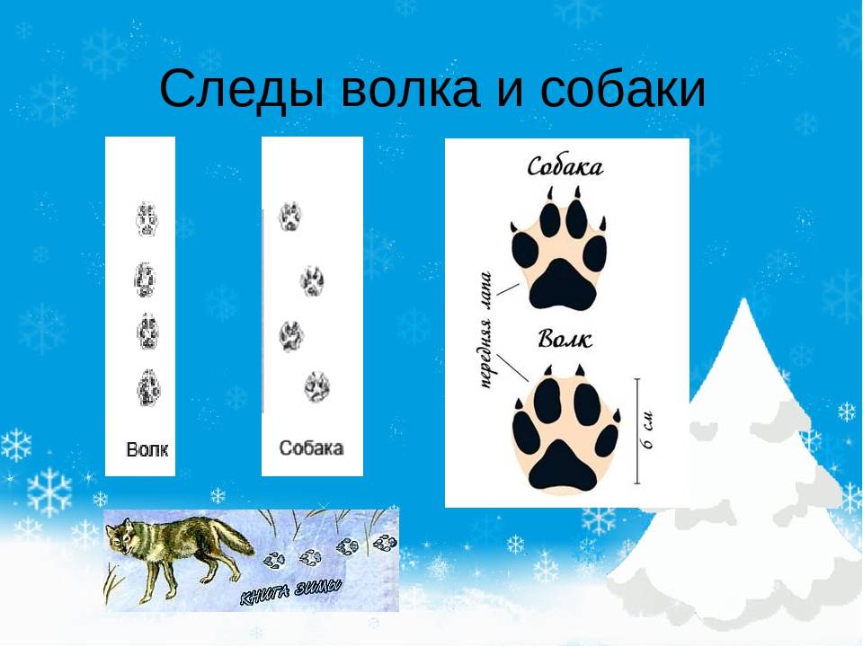 Следы животных: картинки с подписями для детей: зайца, медведя и другие рисунки