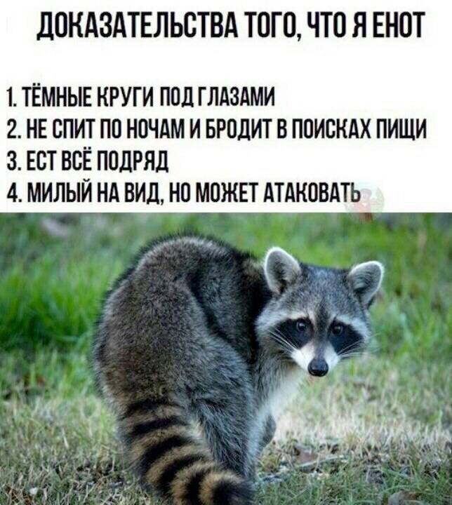 Енот, как домашнее животное | описание, характер, уход, дрессировка