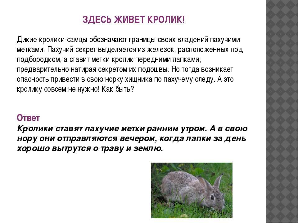 Сколько лет живут декоративные кролики, вислоухие и карликовые и как увеличить этот срок?