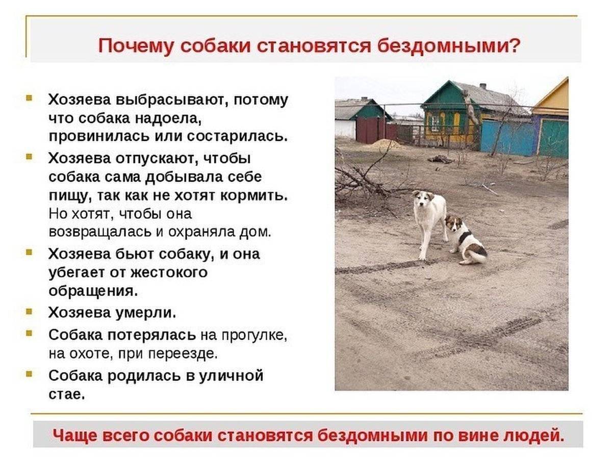 Щенок скулит в вольере ночью. как отучить собаку скулить: просты и эффективные методы. что делать, если пес скулит по ночам