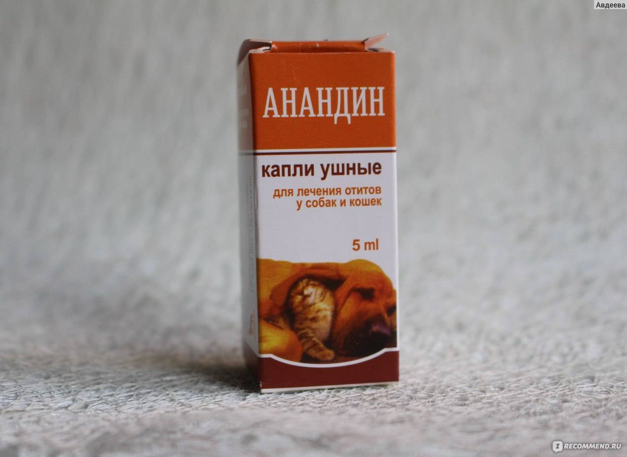 Анандин: лечим воспаления у кошек быстро и эффективно - все о породах кошек с описанием, фотографиями и названиями.все о породах кошек с описанием, фотографиями и названиями.