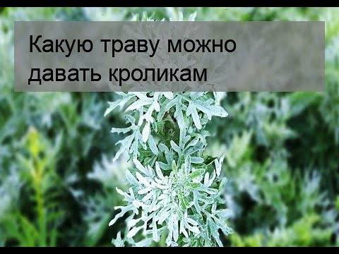 Чем нельзя кормить кроликов, список запрещенных продуктов