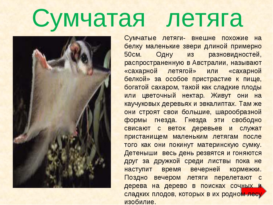 Что представляет собой сумчатая летяга?