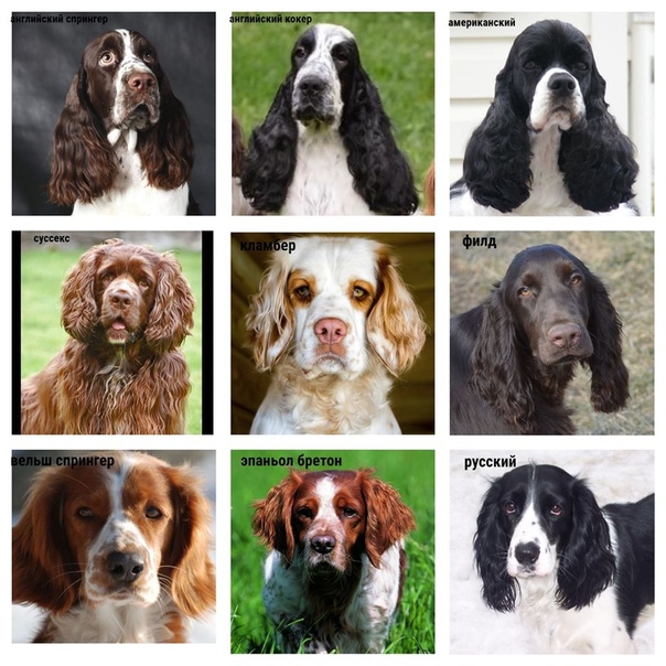 Спаниель собака виды породы с фото и названиями