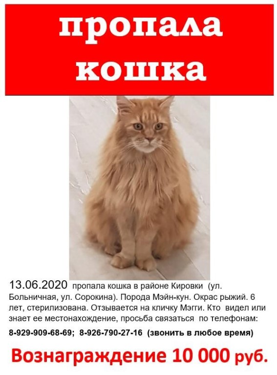 Как найти кошку или собаку, если они потерялись