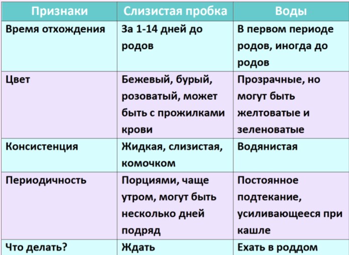 Беременность у шиншилл: как определить, сколько ходит, когда начинаются роды, как рожает