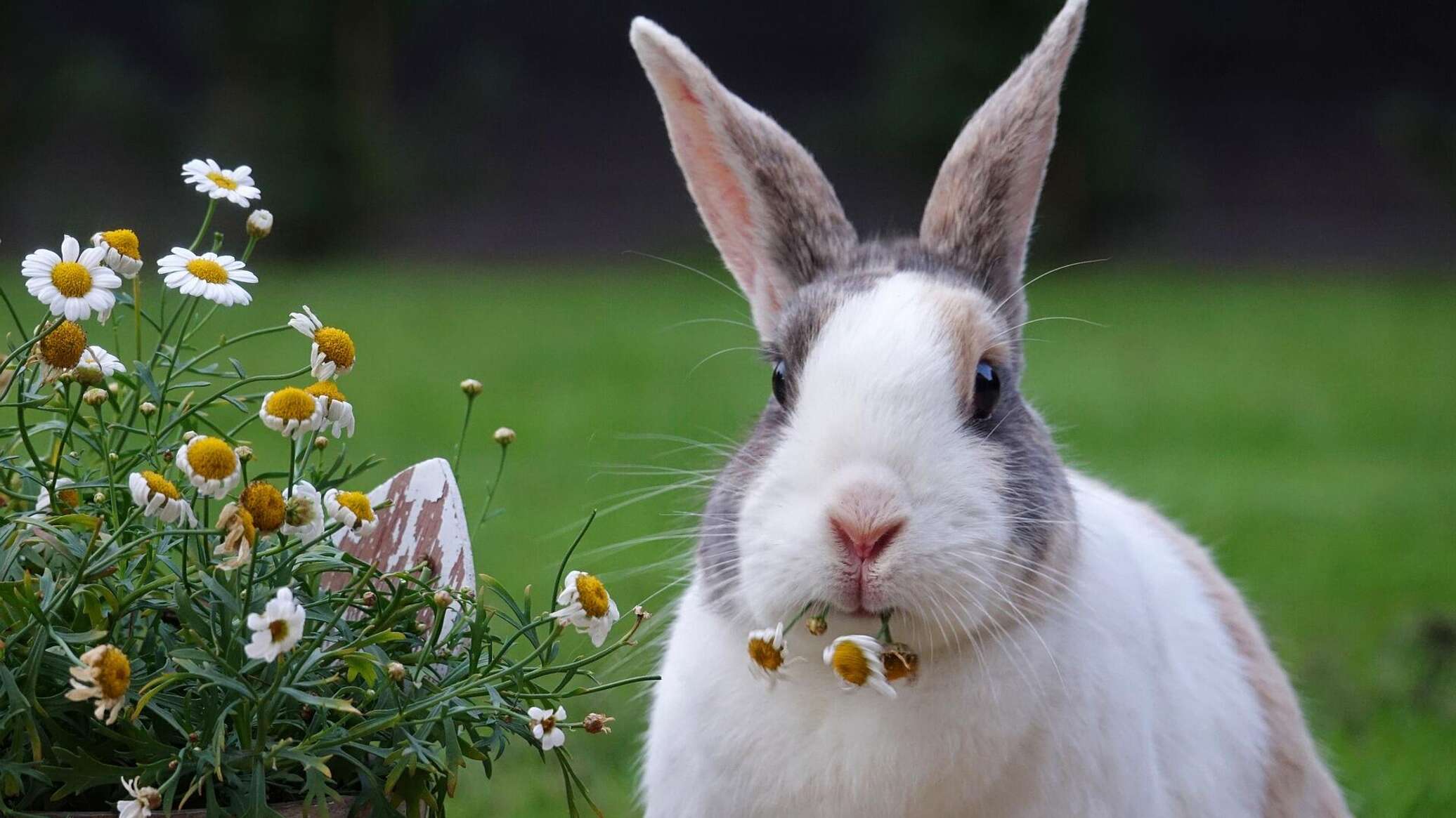 Можно ли кроликам горох: как давать его стручки, бобы и ботву от него?
