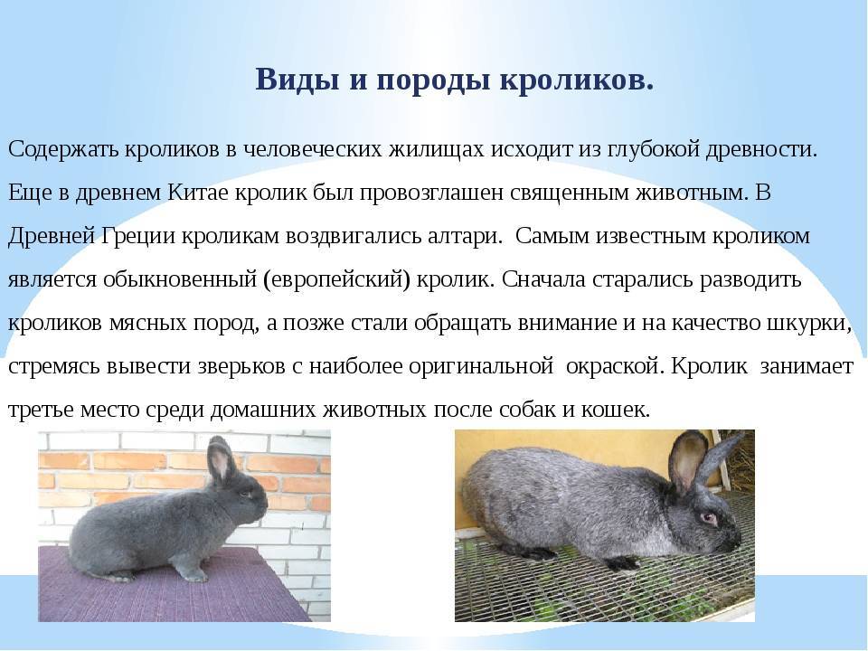 Породы кроликов: домашние виды и не только