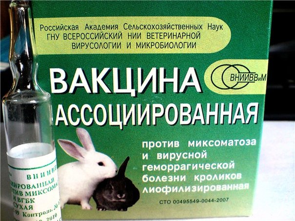 Миксоматоз у кроликов: лечение и профилактика в домашних условиях