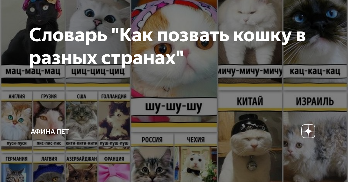 Как зовут кошек в разных странах. как подозвать кошку в разных странах мира. почти как русские