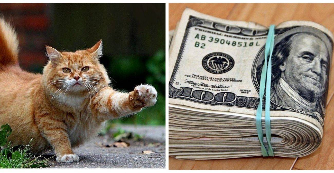 Как назвать котёнка - имена и клички для кошек
