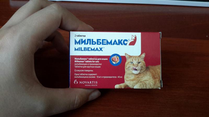 Что делать, чтобы дать таблетку кошке?