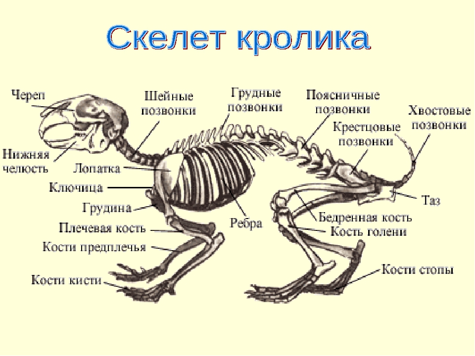 Физиология кролика | кролик дома