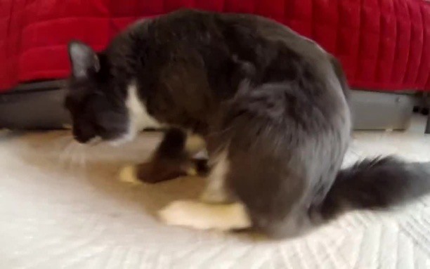 Кот вытирает попу об ковер и ерзает по полу: причины