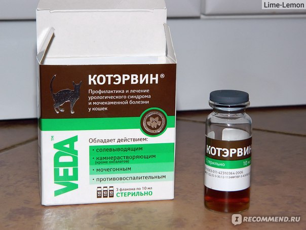 Обезболивающее для кошек: какой препарат можно дать коту в домашних условиях?