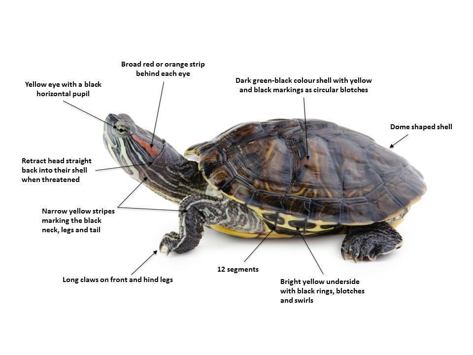 Cколько живут черепахи в домашних условиях (продолжительность жизни в годах): сухопутные, водные – почемучки для взрослых и детей
