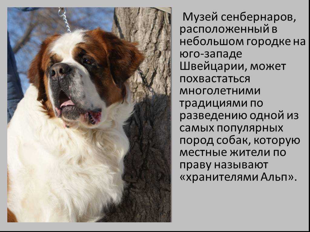 Сенбернар
