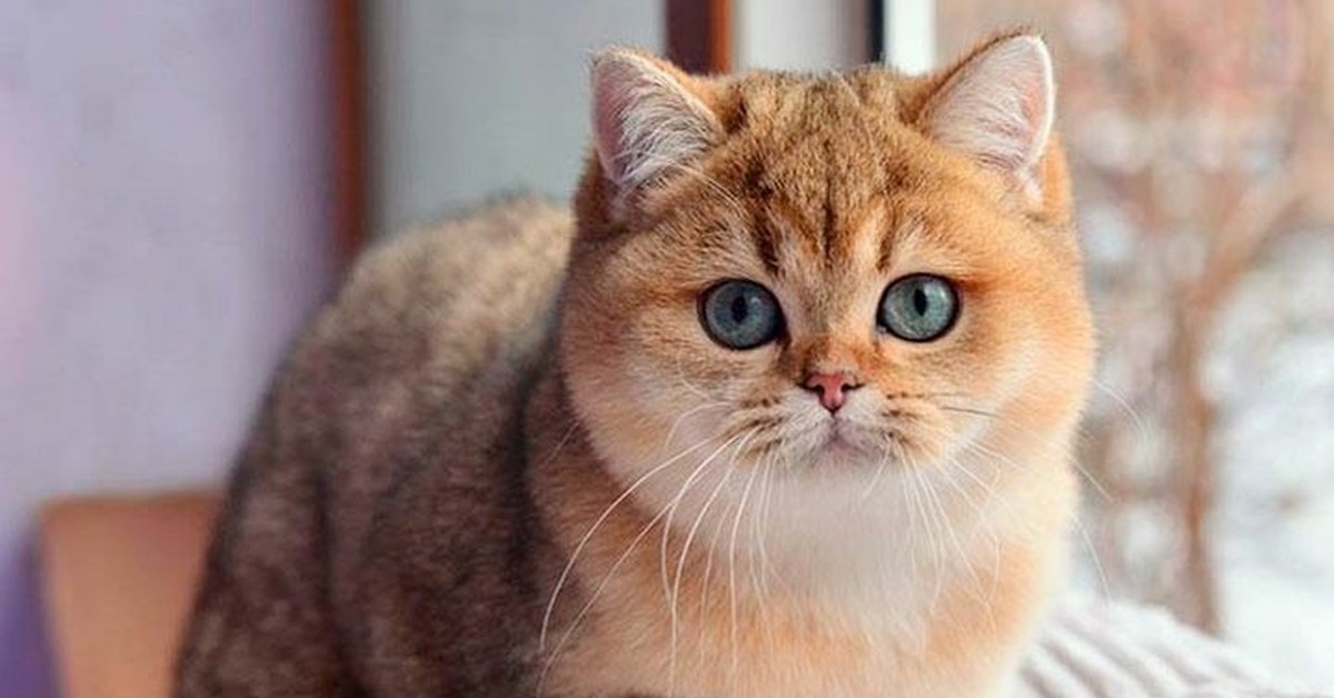 Кошка золотая шиншилла - описание, фото и характеристика