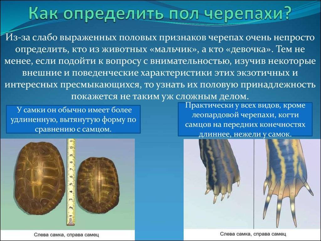 Как определять возраст черепах | мои домашние питомцы