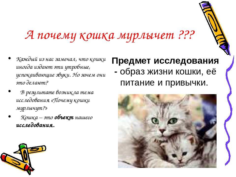 Почему кошка кусается когда её гладишь: основные причины