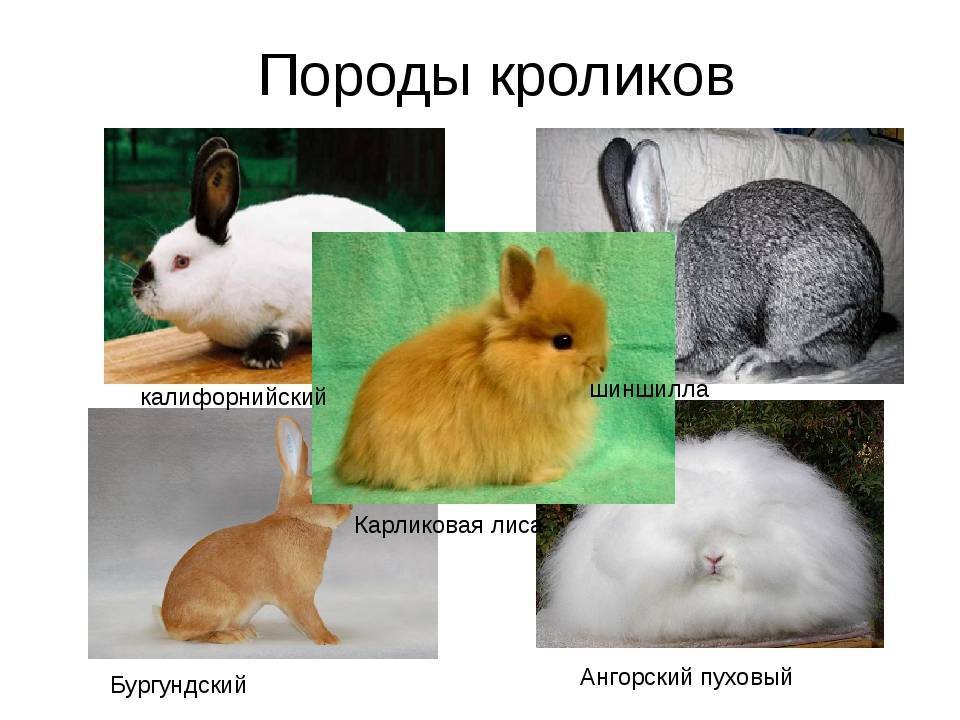Полный список и описание самых маленьких пород декоративных кроликов