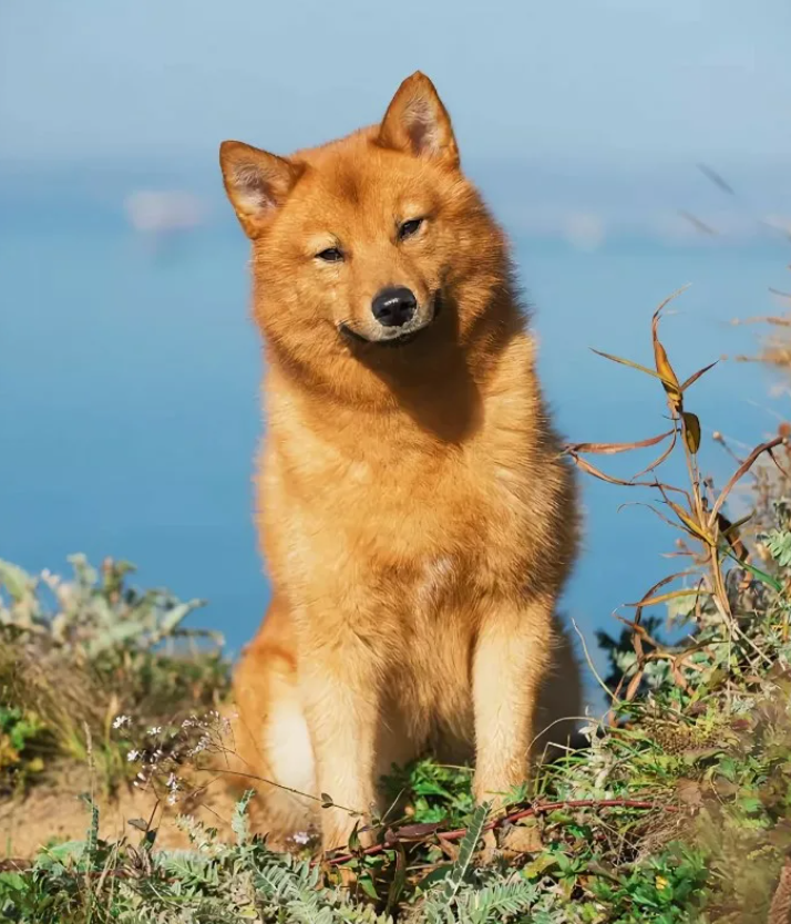 Корейская Финская Лайка Фото