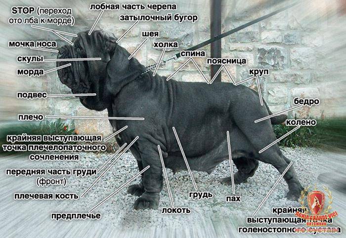 Испанский мастиф: фото, описание породы, характера, ухода