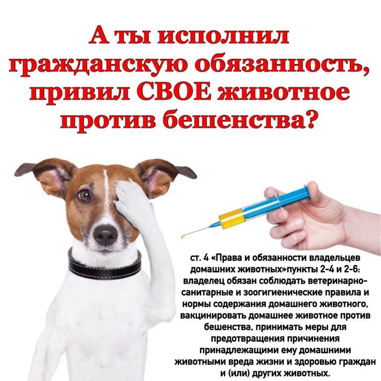 Вакцинация собак: схема, график прививок до года и после