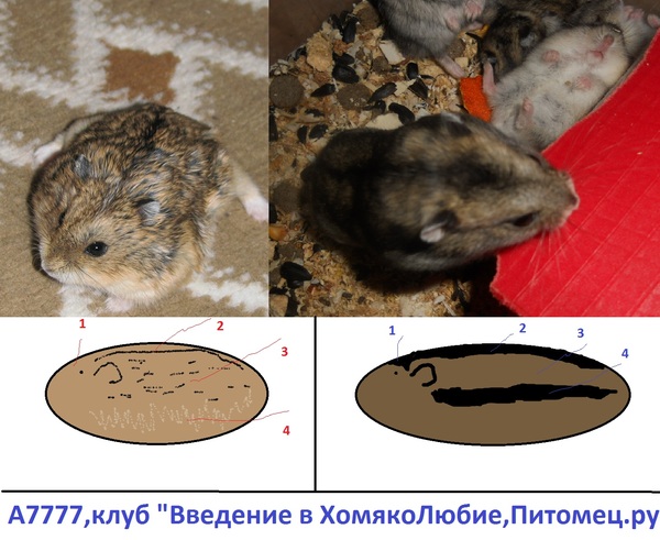 Как определить возраст хомяка?