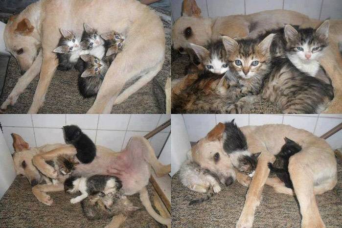 Почему кошка ест своих котят?