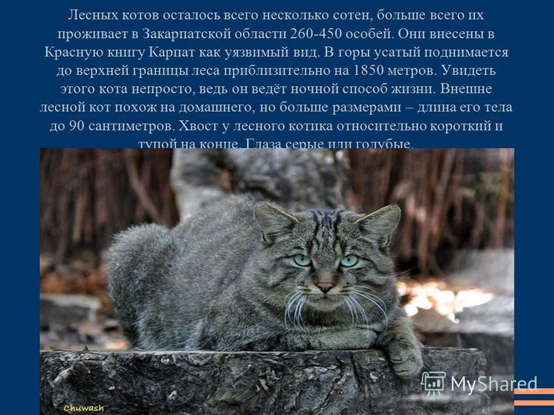 Амурский лесной кот – совершенное создание, подвид бенгальской кошки