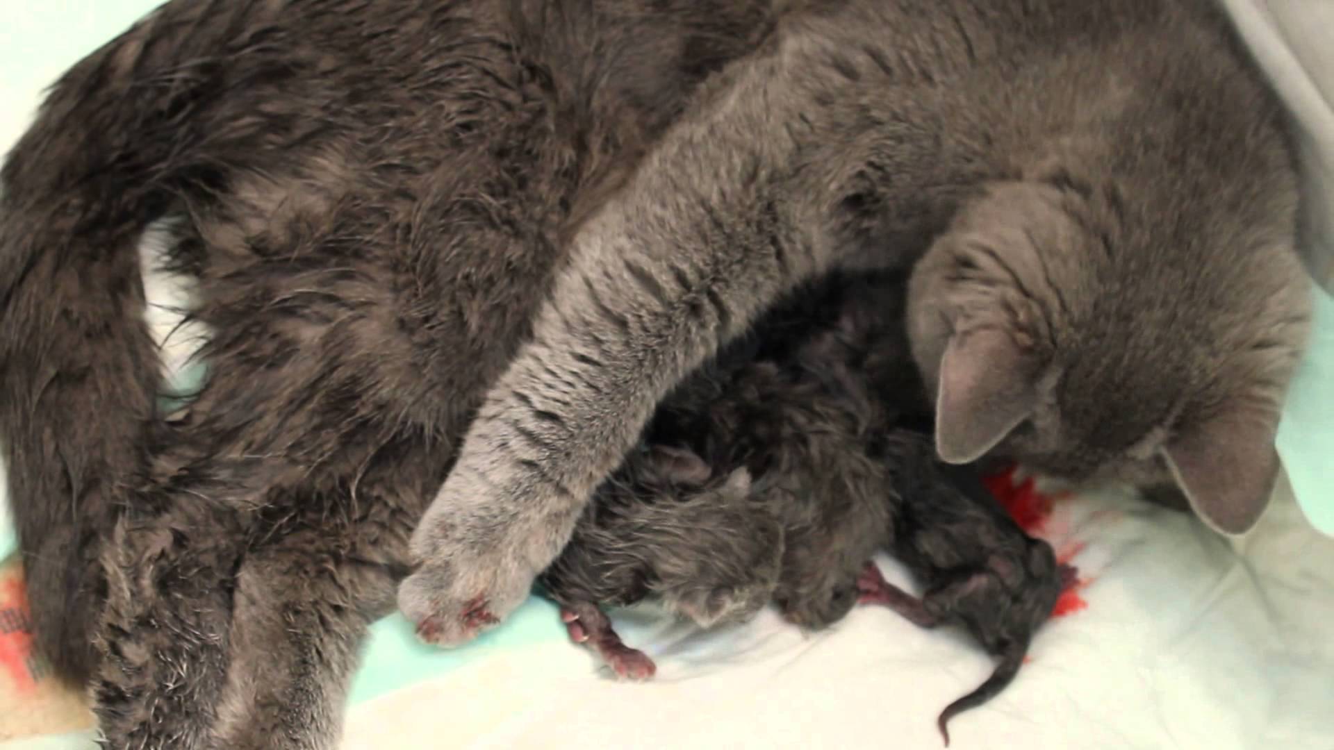 Когда кошка может забеременеть после родов | ваши питомцы