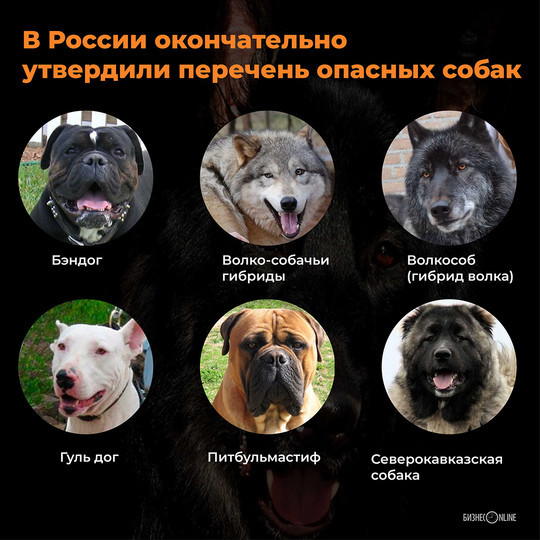 Запрещены в россии какие породы собак — сайт эксперта по животным — howmeow