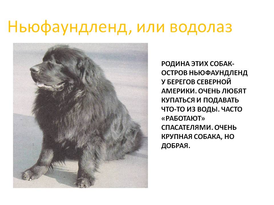Ньюфаундленд: особенности и история происхождения породы